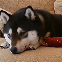 留守番中の犬を『ペットカメラで追ってみた』結果→見られていることに気付いた瞬間に…『芸人のようなリアクション』が23万再生「天才すぎｗ」