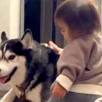 犬にはとても優しく接している赤ちゃん→しかしパパに対しては…ちょっぴり切ない『まさかの扱い』が57万再生「パパ強く生きてｗ」「笑った」