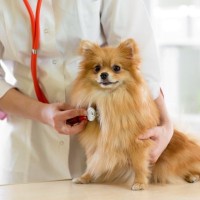 ポメラニアンの適正体重は？オス・メス・年齢別の推移と健康的な体重管理術