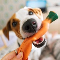 犬がおもちゃを飼い主の元にもってくる心理5選　くわえて駆け寄ってくる理由や注意点まで