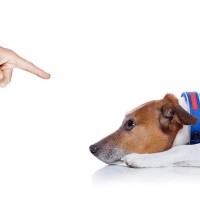 犬との関係が最悪な状態になる『絶対NG行為』5選　飼い主の行きすぎた行動が愛犬の負担になっていることも…