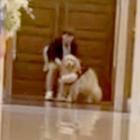 結婚式で大型犬が『リングドッグ』に挑戦→どうなるのか期待していたら…『まさかの結末』が8万再生「可愛すぎて」「最高ｗ」「素敵な思い出」