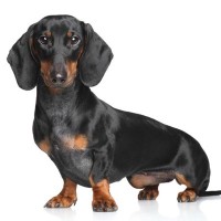 ミニチュアダックスフンド・スムースってどんな犬？性格・特徴・抜け毛対策まで徹底ガイド