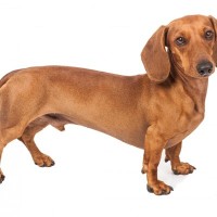 ダックスフンドのスムースヘアー｜性格・特徴・飼い方をわかりやすく解説