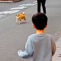 火災で離れ離れになった犬→３日ぶりの再会を果たした結果…涙が溢れる『あまりにも尊い瞬間』に「本当によかった」「泣けてきた」と感動の声