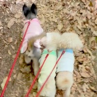 『生まれつき目が見えない犬』が、細い道でも絶対に落ちない理由…涙溢れる『まさかの光景』が21万再生「兄弟愛に感動」「見習いたい」と絶賛