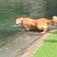 池に飛び込む大型犬→優雅に泳ぐのかと思いきや…想像もできなかった『まさかの泳ぎ方』が57万再生「クロール？ｗ」「息継ぎ可愛すぎ」と爆笑