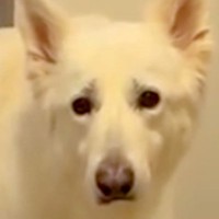 『お散歩できる』と勘違いした大型犬→一緒に行けないと伝えた結果…感情ダダ漏れな『切なすぎる反応』が432万再生「眉毛下がるの可愛すぎｗ」