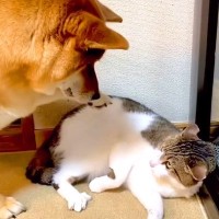 猫に『お気に入りのおもちゃ』を奪われた犬が…小さな子供のような『文句が止まらない光景』が110万再生「微笑ましい」「兄弟喧嘩」と絶賛