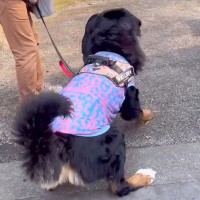 散歩中に『怪しいヤツ』を発見して吠える大型犬→異常に怖がるなと思ったら…『まさかの正体』に大爆笑「自分の方が大きいのにｗ」と30万再生