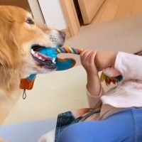小さな女の子が『大型犬とおもちゃの引っ張り合い』をした結果→絶対に勝てるのに…優しすぎる『尊い対応』に「まさに愛」「素敵」と8万再生