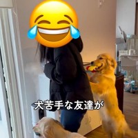 犬が苦手な友人に『撫でてみて』と言った結果…予想外だった『まさかの対応』が笑えると478万再生「登場する全員可愛い」「気持ちわかるｗ」