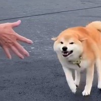 普段は素っ気ない犬が『大好きなおばあちゃん』を目の前にした、次の瞬間…胸が熱くなる『涙の再会』が31万再生「️大興奮で可愛い」「キュン」