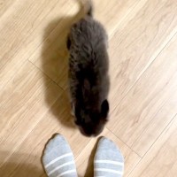 『構ってほしそうな赤ちゃん犬が歩いてきた』と思ったら、次の瞬間…悶絶必至な『反則すぎる光景』が12万再生「可愛い…」「全てが愛おしい」