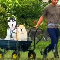 ホームセンターで大きなカートを購入→２匹の犬が『乗りたい』と大興奮して…斬新すぎる『お散歩スタイル』が35万再生「遭遇したいｗ」と絶賛