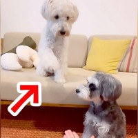 『こうだよ、こう…』オテの指示を無視する犬→見かねた兄犬が…優しい光景と『まさかの結末』に「ブレないｗ」「他人事で笑った」と3万再生