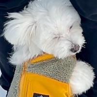 慣れないドッグランに来た犬→想像以上にビビり倒してしまい...思わず応援したくなる『必死すぎる行動』が76万再生「しがみつくの可愛いｗ」