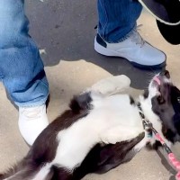 散歩中『大好きなおじさん』と再会した犬２匹…思った以上に『久しぶりに会えて大喜びする姿』に「デレデレでかわいい」「にやけちゃう」の声