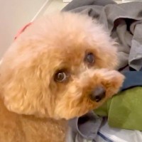 洗濯物が終わったら、犬が上目遣いでジッと見てきて…『いいですか？』まさかのおねだりをする光景が4万再生「気持ちは分かるｗ」「最高だよね」