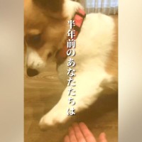 『お手が上手な２匹の犬』飼い主がやりすぎてしまった結果…半年後→まさかの『ショッキングな光景』に「凹むｗｗ」「展開に笑った」と反響