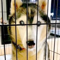 飼育放棄された『10kgしかない大型の老犬』→お迎えすると決めた結果…思わず涙が溢れる『現在の光景』に「本当の飼い主に出会えてよかった」