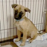 ひどく怯えていた野犬をお迎え→愛情を注ぎ続けた結果…想像もできなかった『現在の光景』に「赤ちゃんになってる」「中身人間でしょｗ」と1万再生