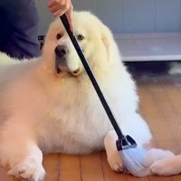 超大型犬2頭をシャンプーした後→抜け毛を掃除しようとしたら…『まさかの光景』が12万再生「迷惑そうなの草」「関係ない顔してるｗ」と爆笑