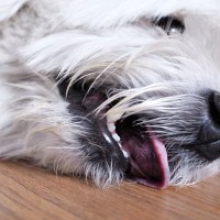犬の熱中症『初期症状』5選　命に関わる危険な状態とは？日頃からできる対策まで