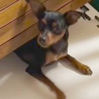 赤ちゃんの側にどうしても行きたい犬→サークルで隔離したものの…『まさかの侵入劇』が1万再生「にゅるーんｗｗ」「可愛すぎる」と絶賛