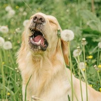 犬の『くしゃみ』は放置してはいけない？考えられる原因から病院に連れて行くべき症状まで