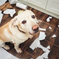 犬がストレスを感じているときにみせるサイン6選　精神的苦痛を与えてしまう状況とは？