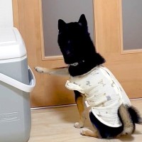 大好きなお父さんが仕事から帰宅→最初は可愛くお出迎えしていた犬が…『まさかの結末』に「マスクパッチン笑った」「可愛いｗｗ」と4万再生