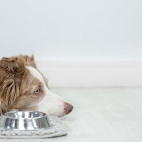犬の食欲不振に役立つ『トッピング』7つ　効果的な食べ物から注意すべきポイントまで