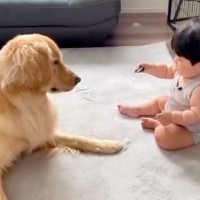 やんちゃな性格の大型犬が赤ちゃんに接近→危ないと思ったら…まさかの『意外すぎる行動』に「お兄ちゃんの表情」「笑顔になれる」と絶賛の声