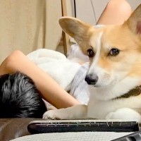 男の子が体調不良でダウン→ソファで眠っていたら、犬が…まるで母親？心配で見せた行動が34万再生「心配なの伝わる」「母がふたり」と絶賛