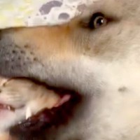 猫が大型犬の毛づくろいをしていたら、次の瞬間…まるで捕食？予想外のハプニングと『爆笑の表情』が39万再生「顔で吹いた」「何回見ても笑う」