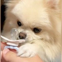 赤ちゃんのおしゃぶりを欲しそうにしていた犬→新品をあげてみたら…『尊さ限界突破の光景』が148万再生「可愛すぎてスマホ食った」「悶絶」