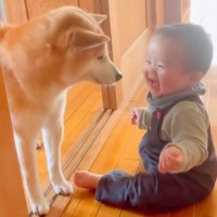 犬の目の前で『赤ちゃんが大笑いした』結果…あまりにも尊い『幸せすぎる光景』が82万再生「たまらん、なんか涙出てきた」「笑い声わかるんだ」