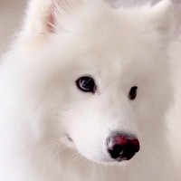 業者さんが家に来たら、大型犬が『猛アピール』をして…思わず笑ってしまう『微笑ましい光景』が128万再生「当分帰れないｗ」「羨ましい」