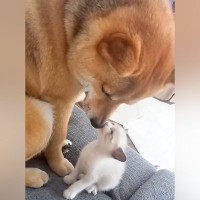 茂みで見つけた『捨てられた双子の子猫』→保護して10日後、一緒に暮らす犬が…親子のような『尊いボディガード』が30万再生「優しい世界」