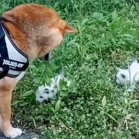 茂みに捨てられた2匹の子猫→散歩中の柴犬と出会い…涙が止まらない『家族になるまでの軌跡』が176万再生「仲良くなれそう」「本当よかった」