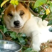 みかん畑で出会った野犬→家族になっても距離は縮まらず…涙が止まらない『一生を終えるまでの記録』が7万再生「幸せな犬生」「天国で見てる」
