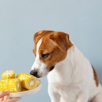 犬に『トウモロコシ』を与えるときの絶対NG行為5選　食べさせる際の注意点まで