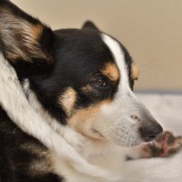 犬が『無視してくる』ときの心理5選　飼い主の呼びかけにシカトするのはなぜ？対処法まで解説
