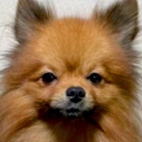 『2歳まで繁殖犬としてしか生きることができなかった』無表情の犬を飼った結果…激変した『別犬のような光景』に「こんな変わるの」「感動」の声