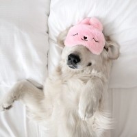 犬を『寝かしつける』方法5選　愛犬が眠りやすくなるポイントとは