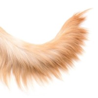 犬の『しっぽの動き』から読み取る４つの心理　感情による違いや見極めるためのコツをご紹介