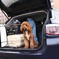 愛犬との旅行中に『飼い主が守るべきマナー』3つ　どんなことに気を付けたらいい？必要な準備まで