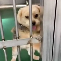 飼い主によって収容所に持ち込まれた犬→必死で檻をカリカリして…現在も続く行動と『意味の違い』に涙「幸せなカリカリで泣いた」と3万再生