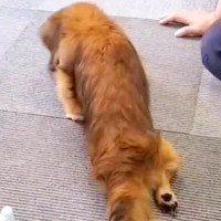 ヘルニアで両後ろ足が動かなくなった犬→毎日家族とリハビリをして…１年後、『まさかの光景』に「頑張る姿に涙」「本当によく頑張った」の声